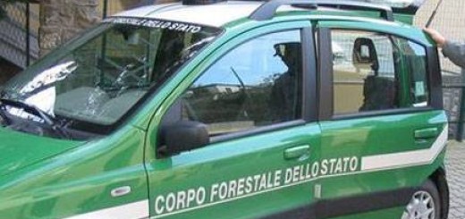 corpo-forestale_114583x1x.jpg_415368877