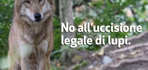No uccisione legale di lupi