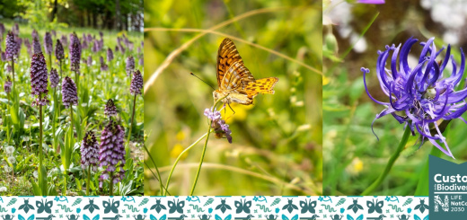 Banner il mio giardino biodiverso