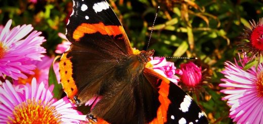 FARFALLE-GIARDINO-BUTTERFLY-GARDEN-LIMBARA-SARDINIA-SARDEGNA